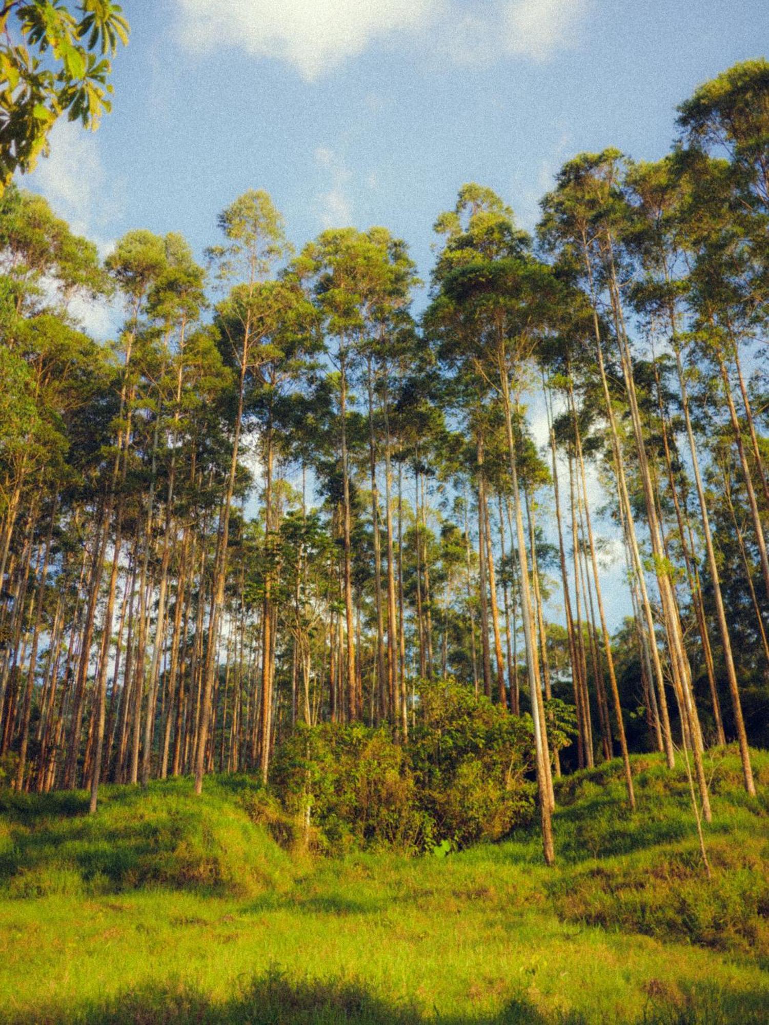 Creo Ecolodge Jardín Esterno foto